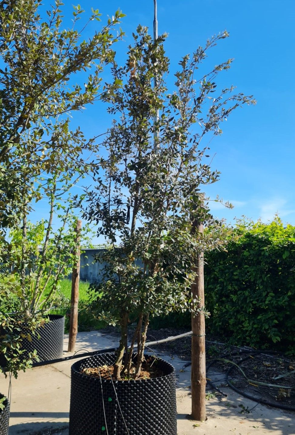 Steeneik | Meerstammig