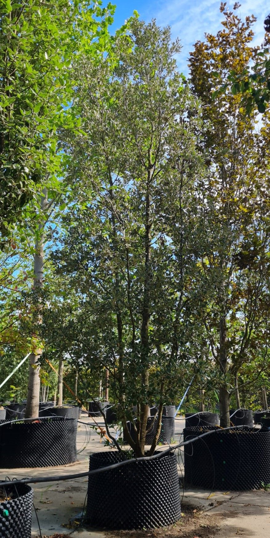 Steeneik | Meerstammig