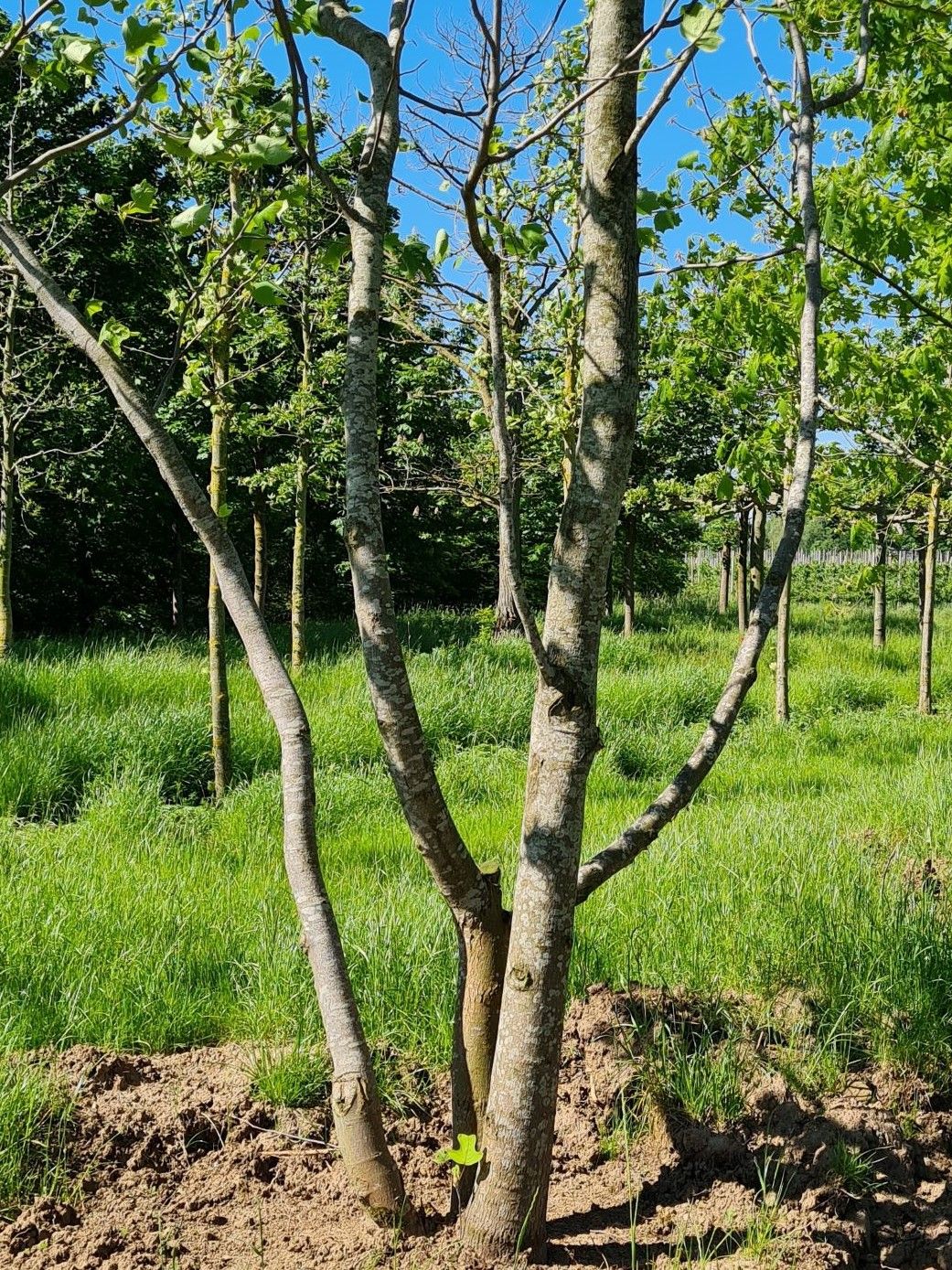 Amerikaanse tulpenboom | Laagstam