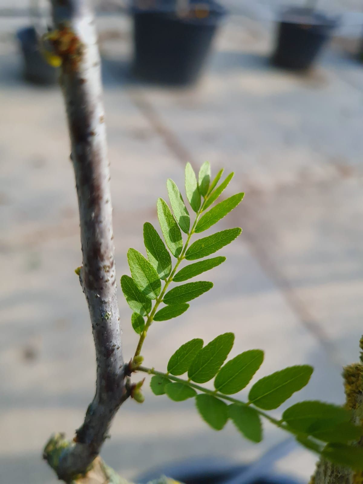 Valse Christusdoorn | Meerstammig