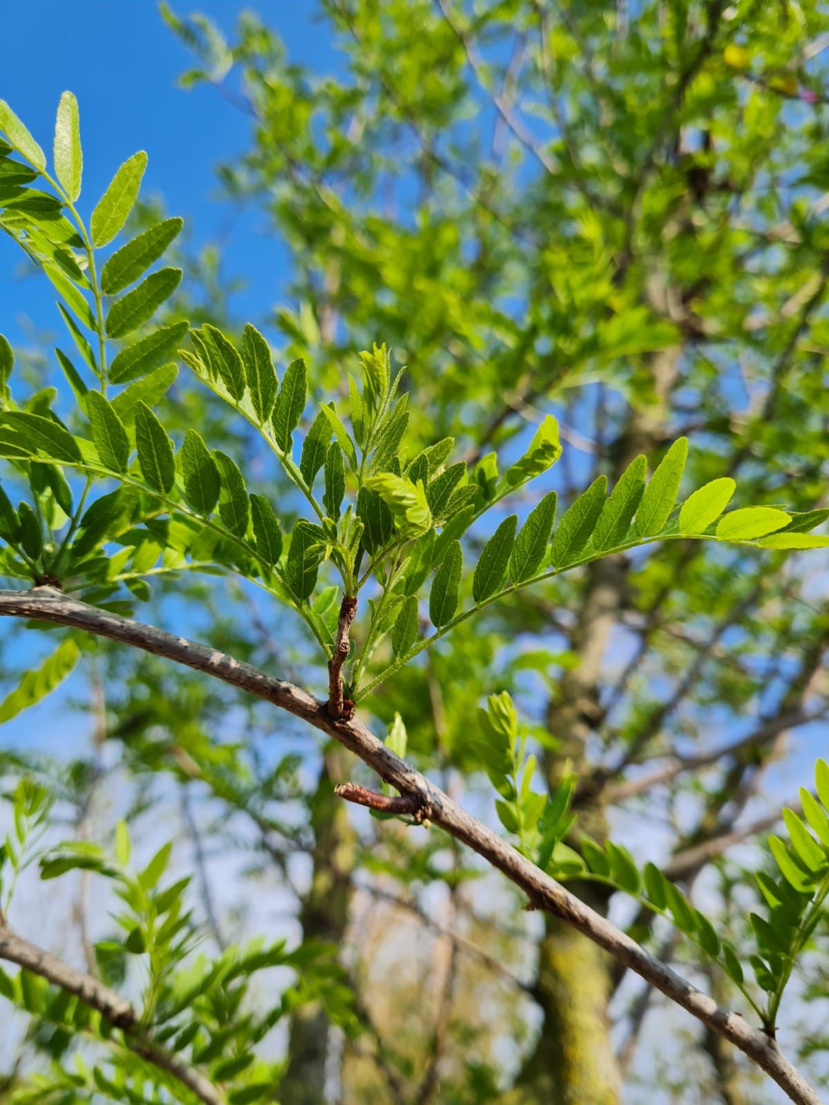 Valse Christusdoorn | Meerstammig