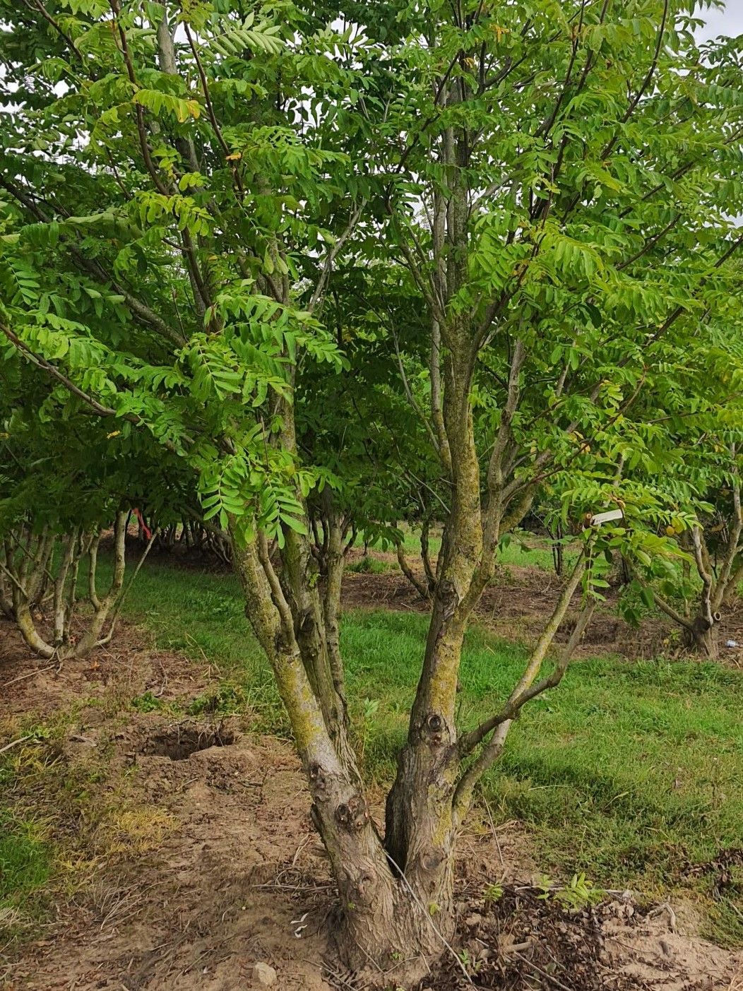 Vleugelnoot | Meerstammig
