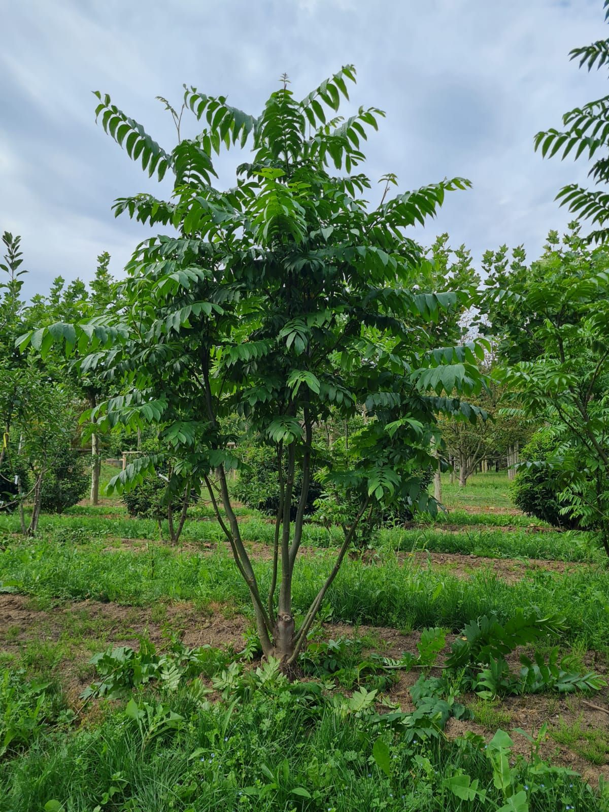 Vleugelnoot | Meerstammig