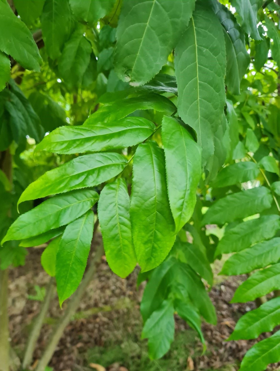 Vleugelnoot | Meerstammig