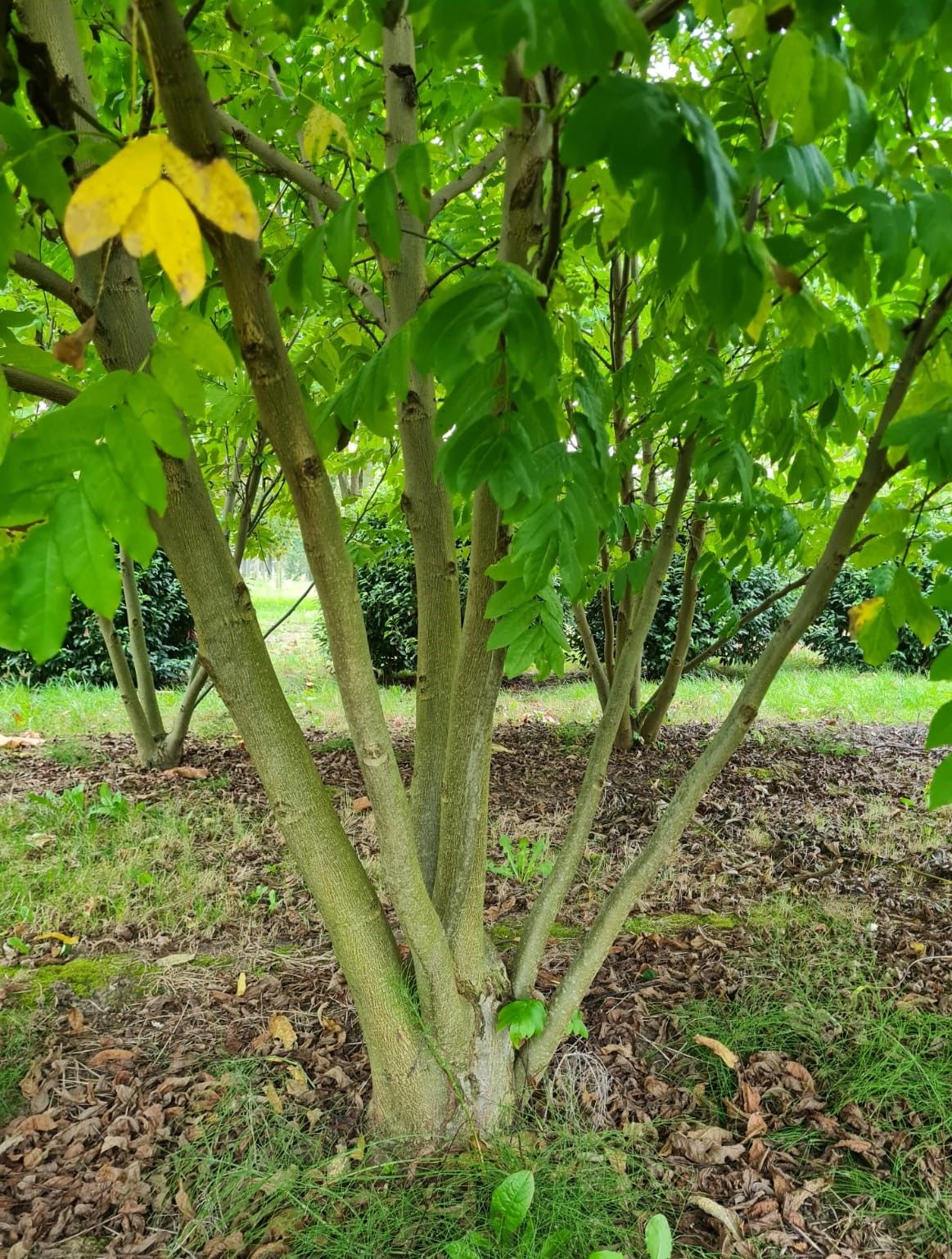 Vleugelnoot | Meerstammig