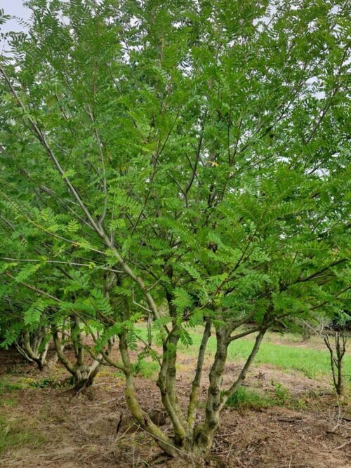 Vleugelnoot | Meerstammig