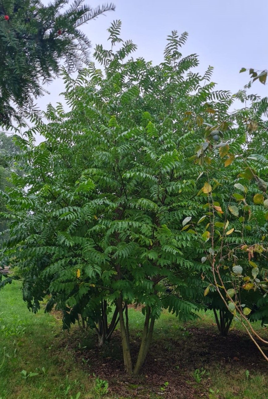 Vleugelnoot | Meerstammig