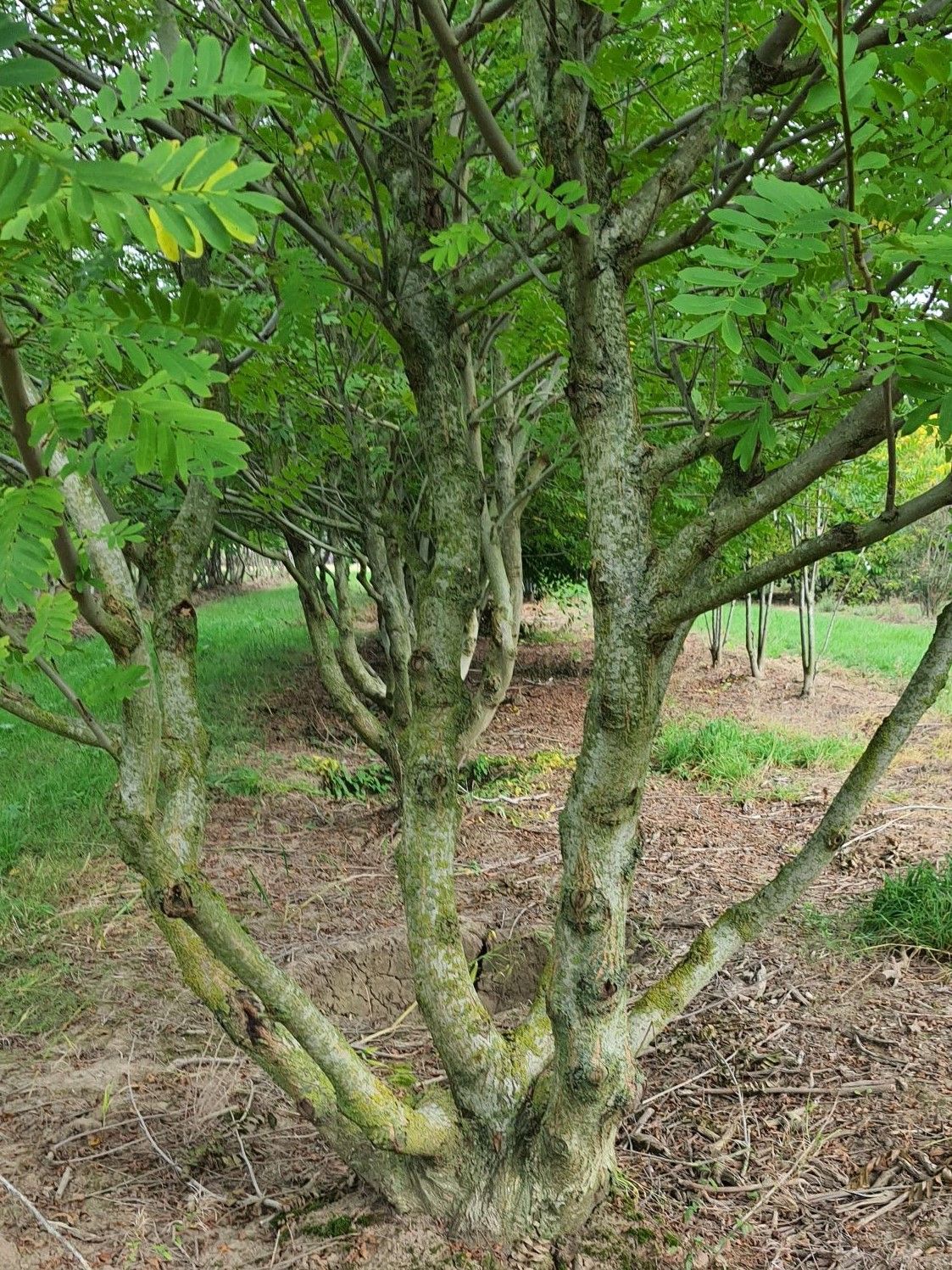 Vleugelnoot | Meerstammig