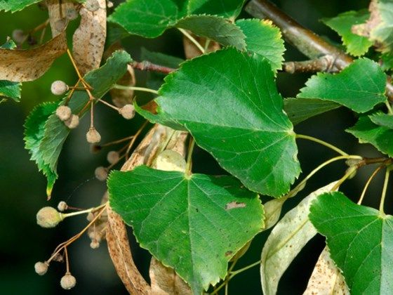 Winterlinde | Meerstammig