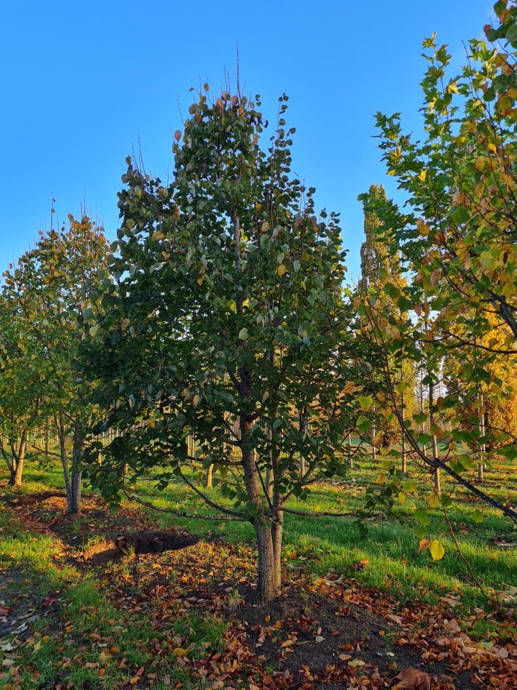 Winterlinde | Meerstammig