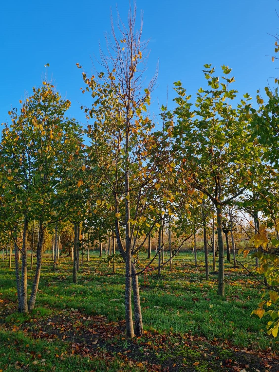 Winterlinde | Meerstammig