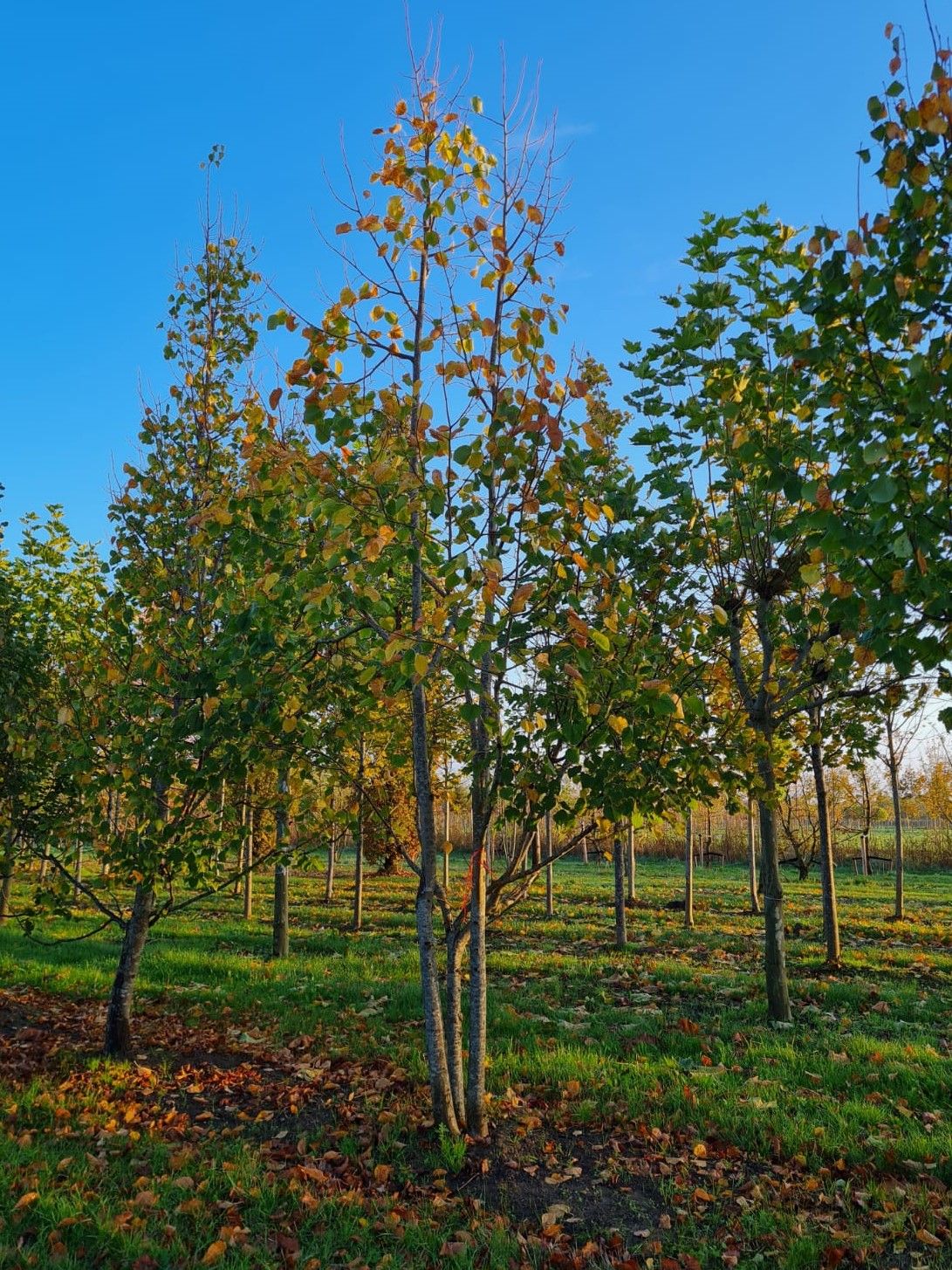Winterlinde | Meerstammig