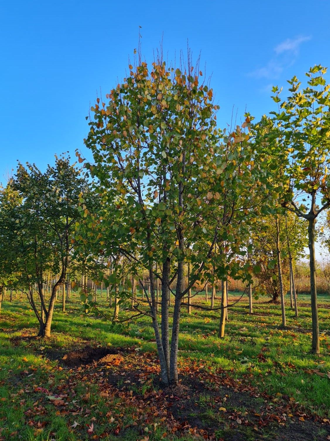Winterlinde | Meerstammig