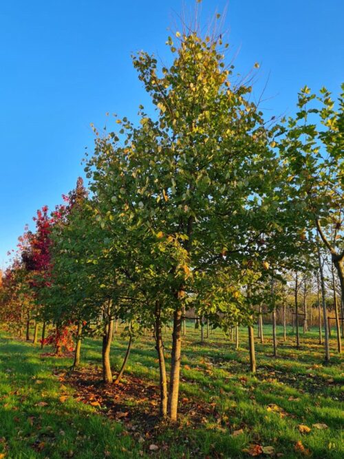 Bontbladige amberboom | Beveerd