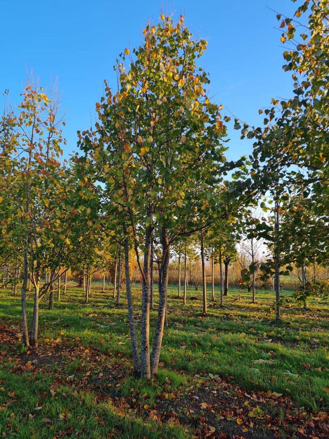 Winterlinde | Meerstammig