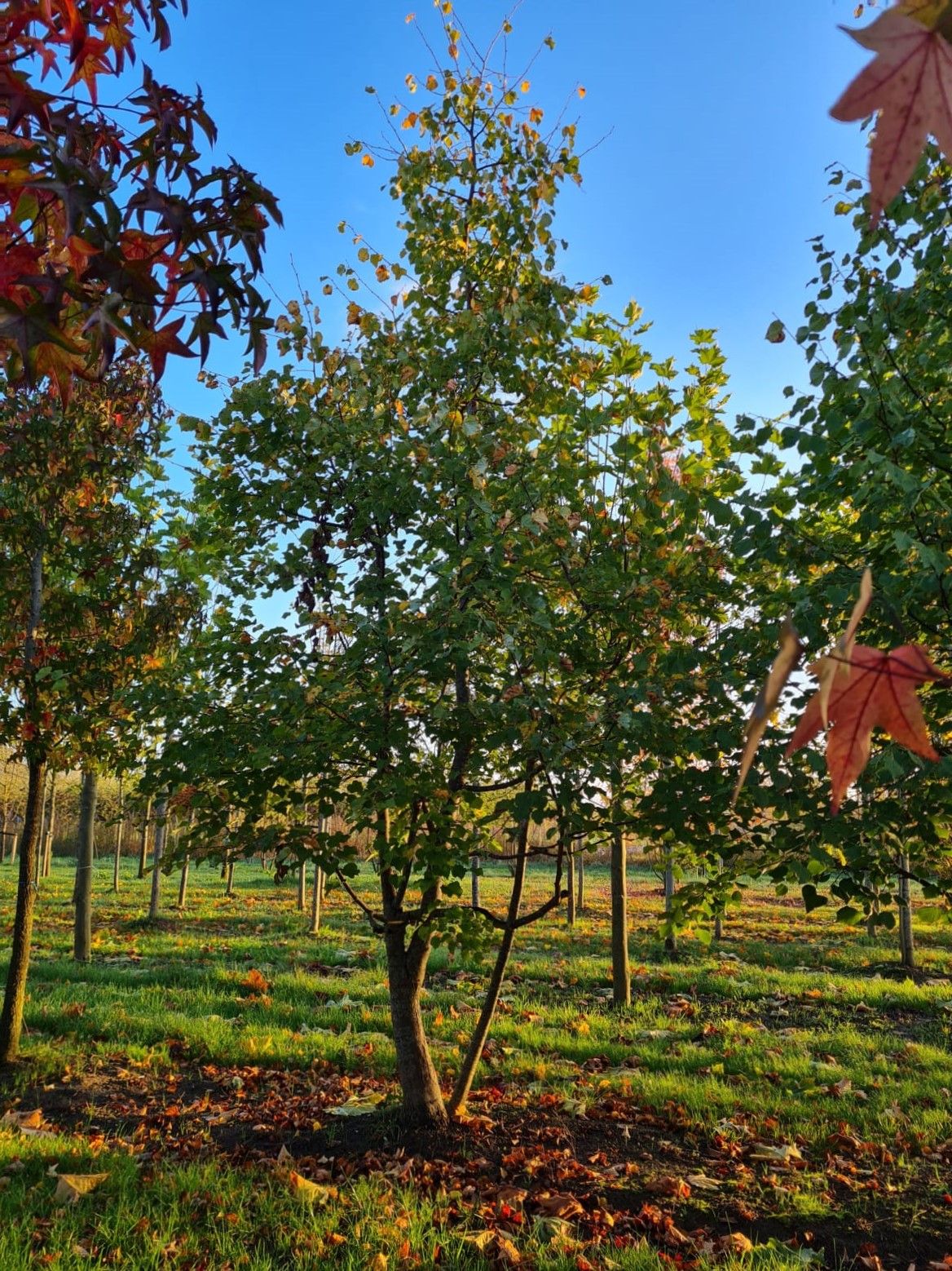 Winterlinde | Meerstammig