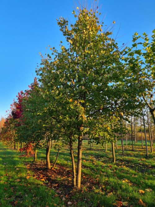 Winterlinde | Meerstammig