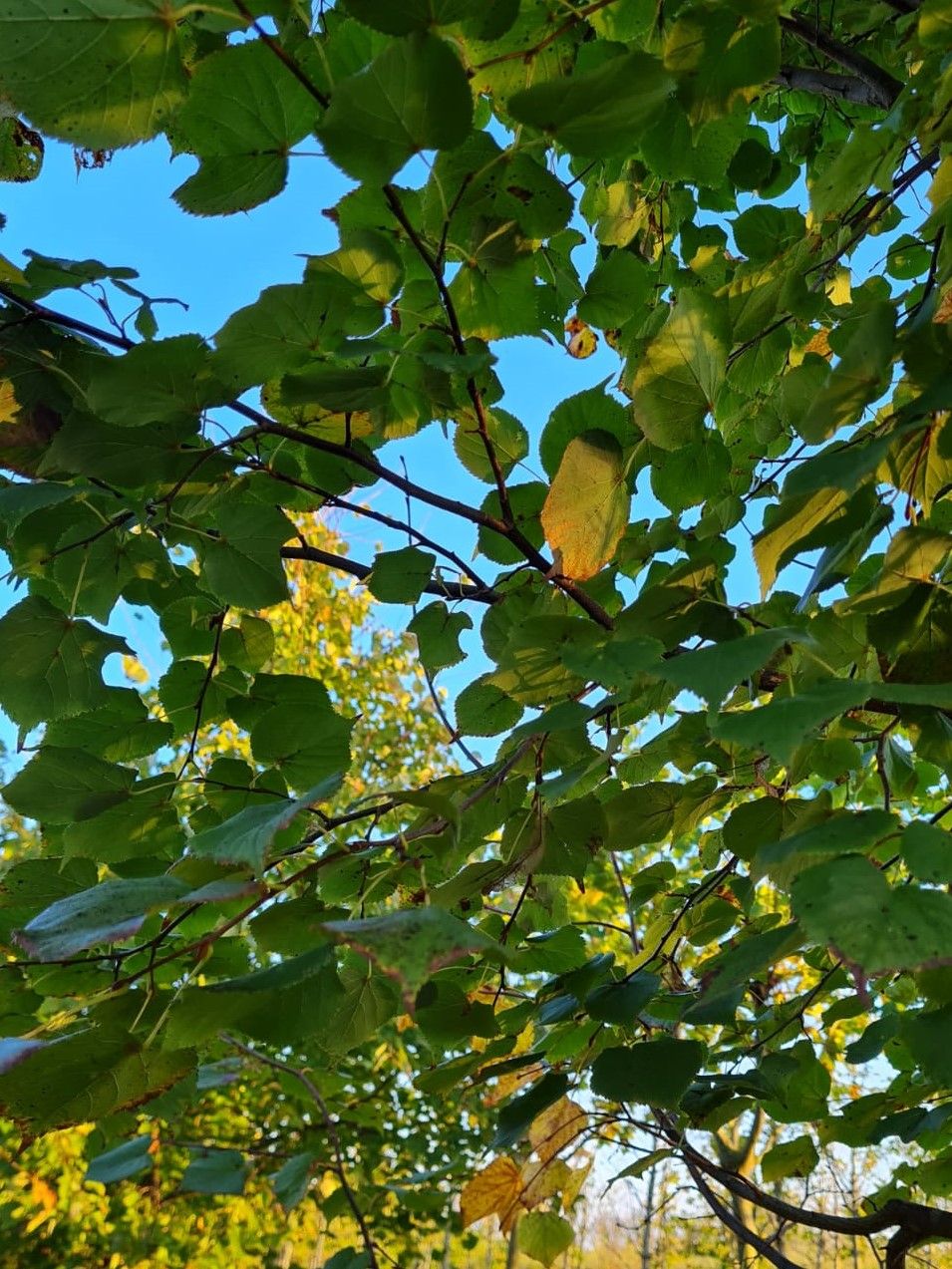 Winterlinde | Meerstammig