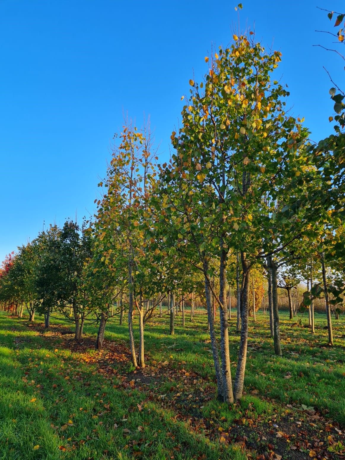Winterlinde | Meerstammig