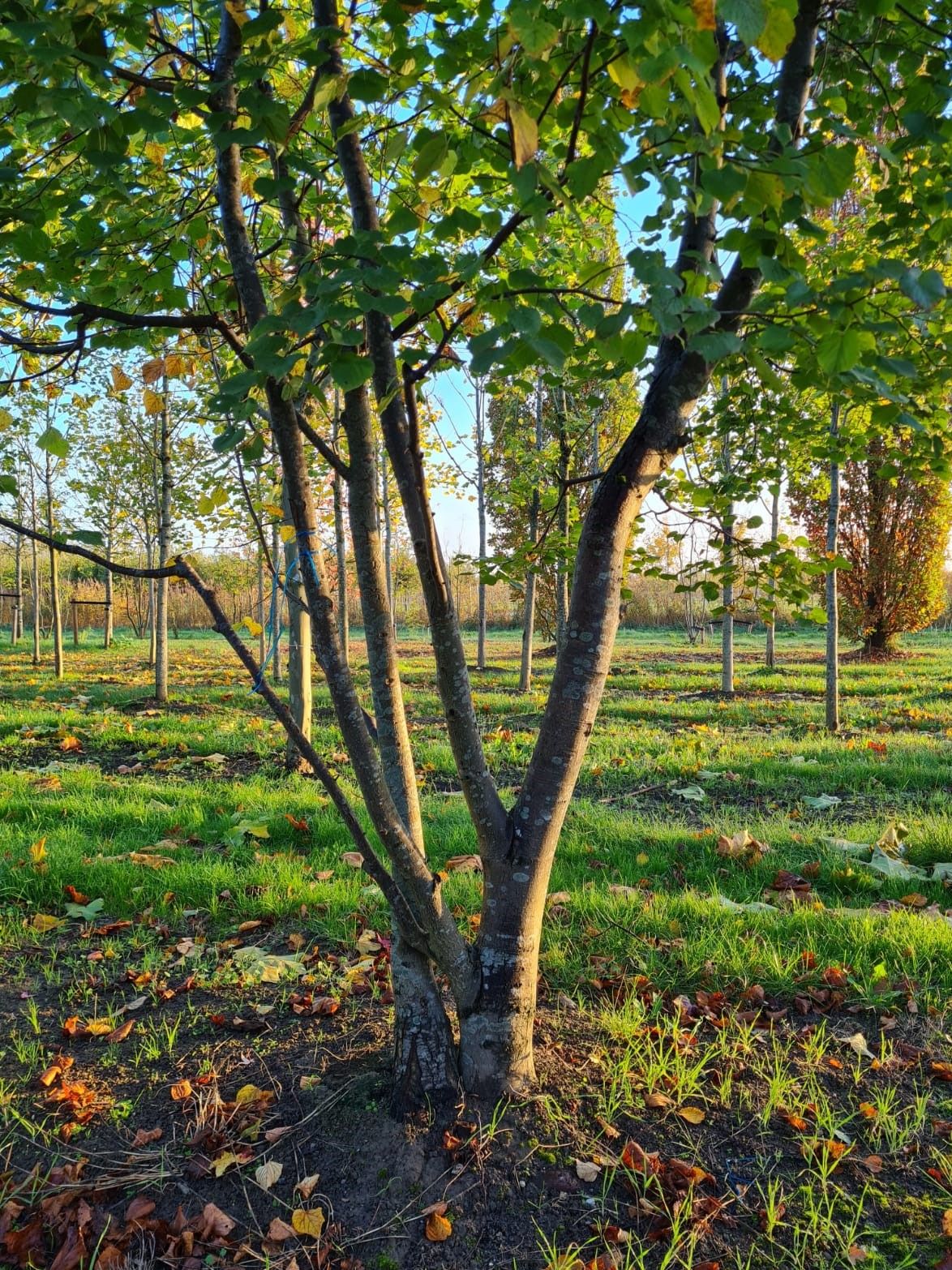 Winterlinde | Meerstammig