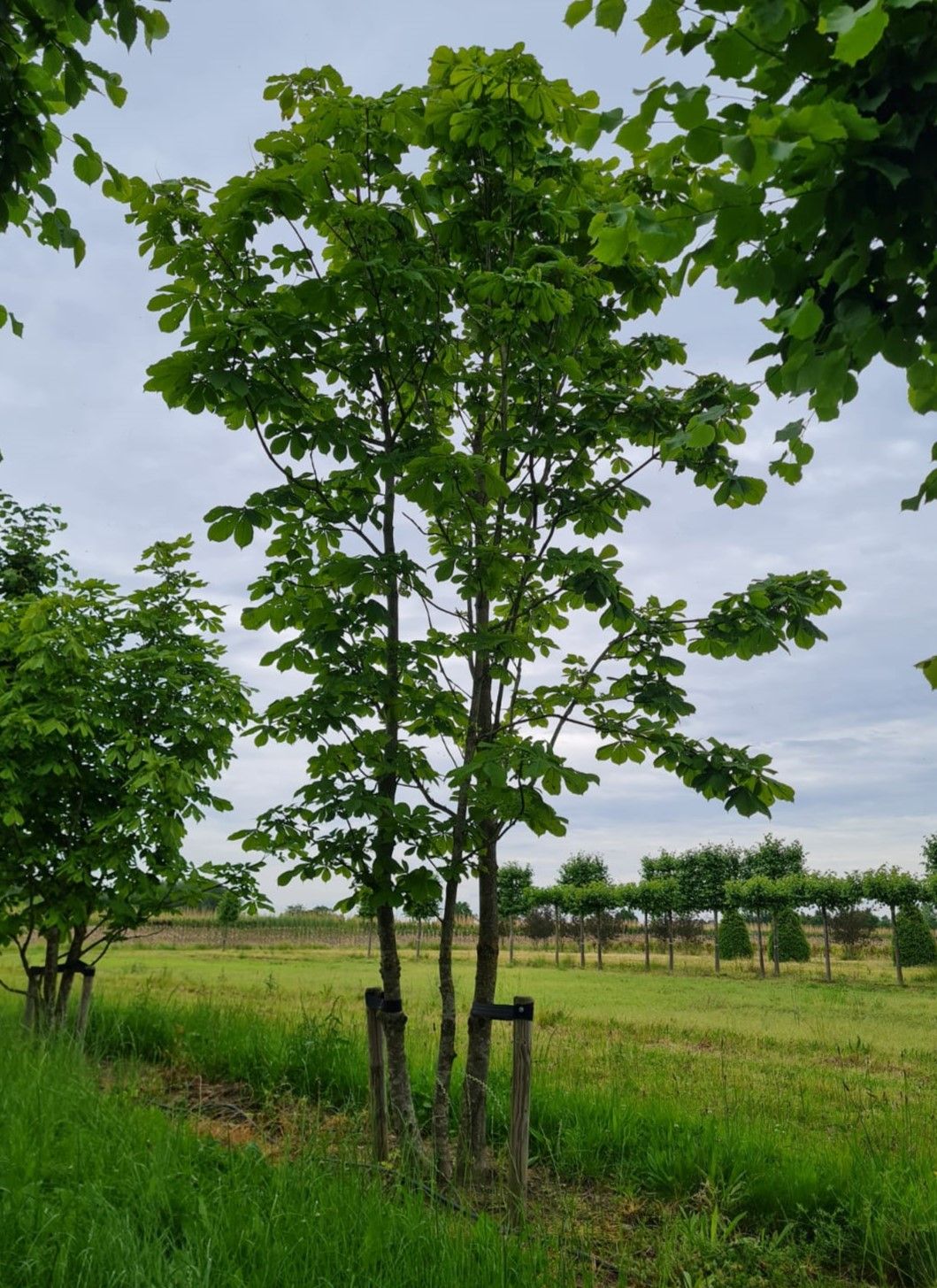 Witte paardenkastanje | Meerstammig