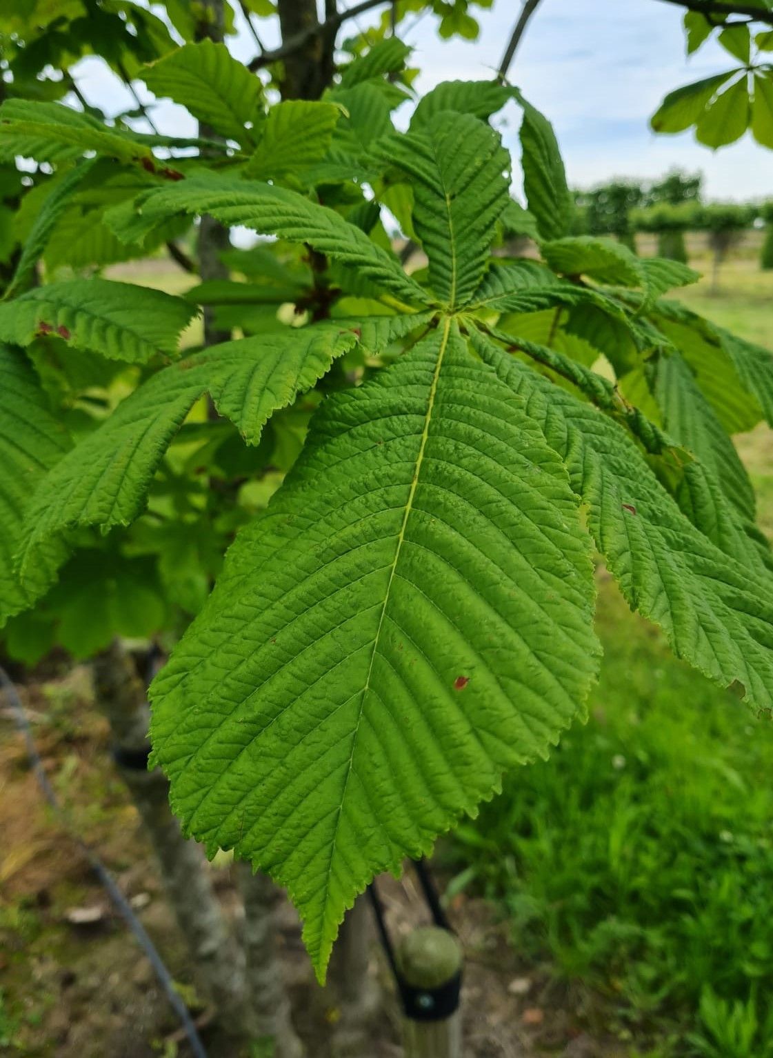 Witte paardenkastanje | Meerstammig