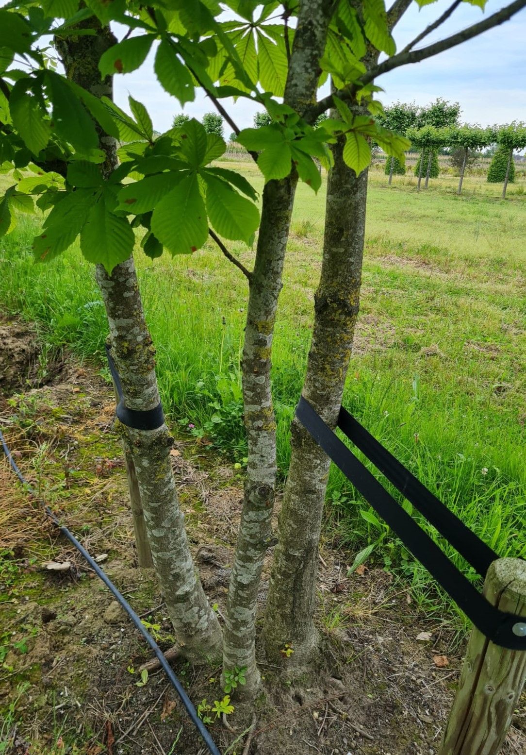 Witte paardenkastanje | Meerstammig