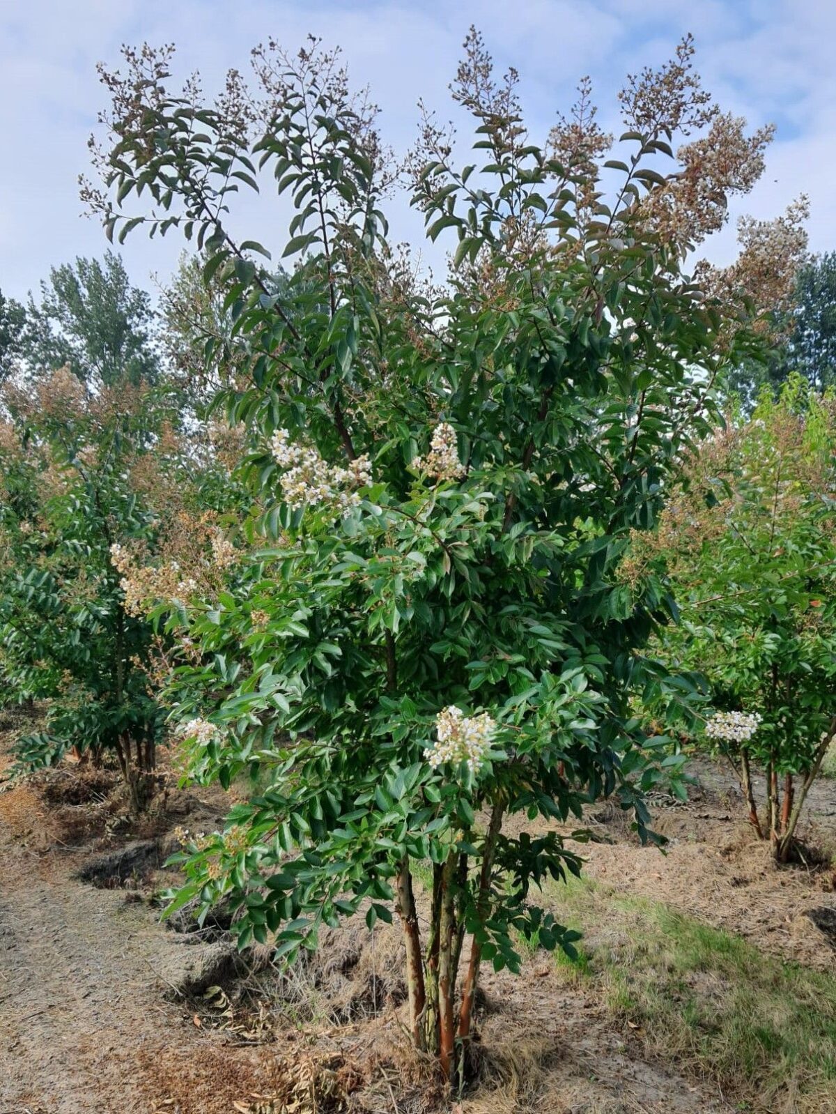 Witte Indische sering | Meerstammig