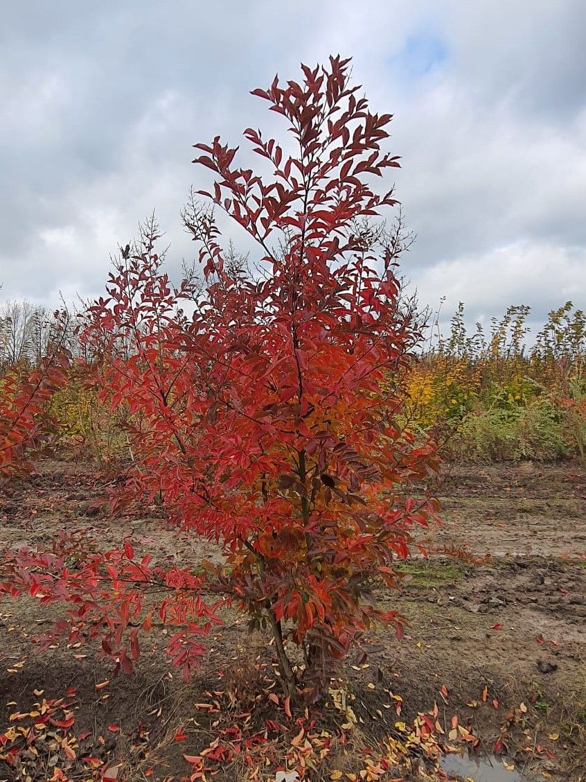 Witte Indische sering | Meerstammig