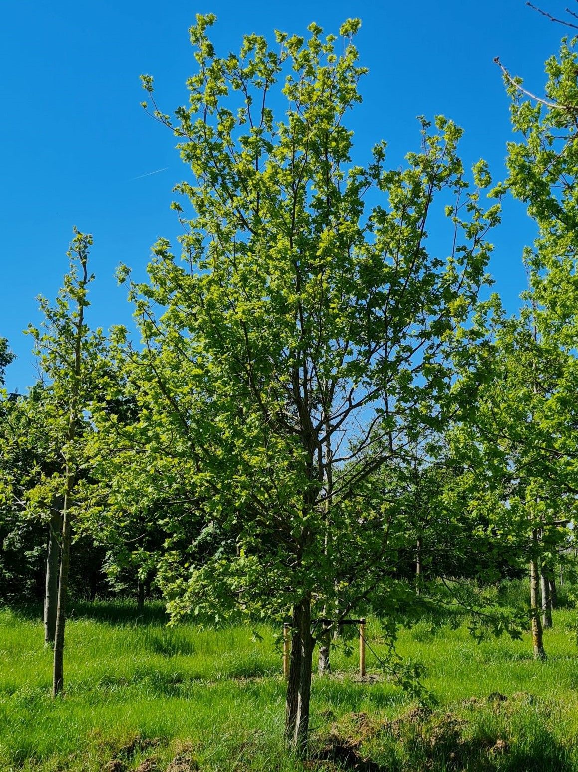 Zomereik | Meerstammig