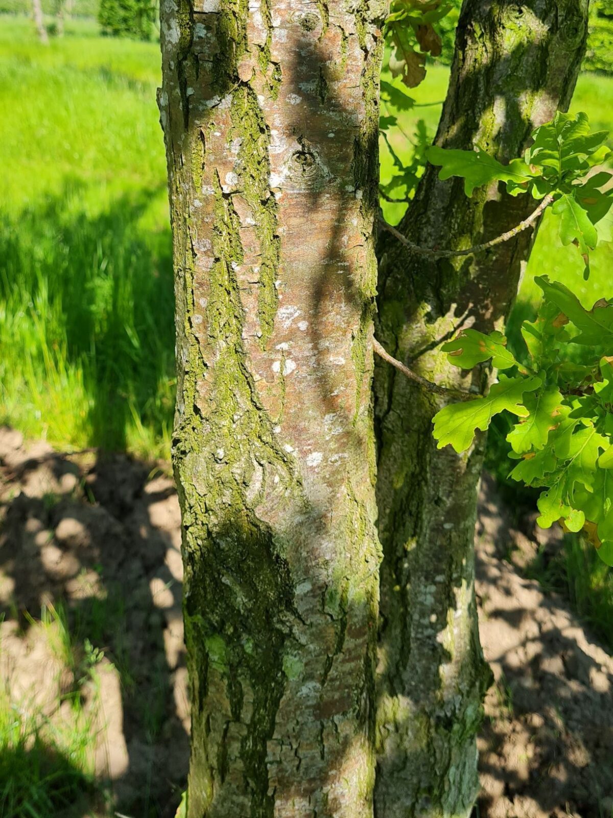 Zomereik | Meerstammig