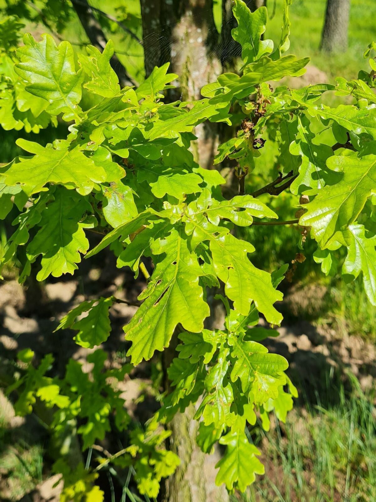 Zomereik | Meerstammig