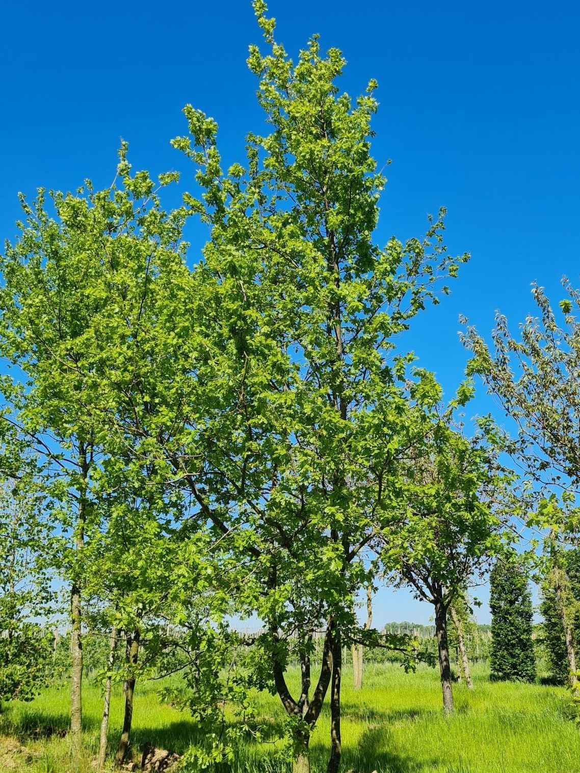 Zomereik | Meerstammig
