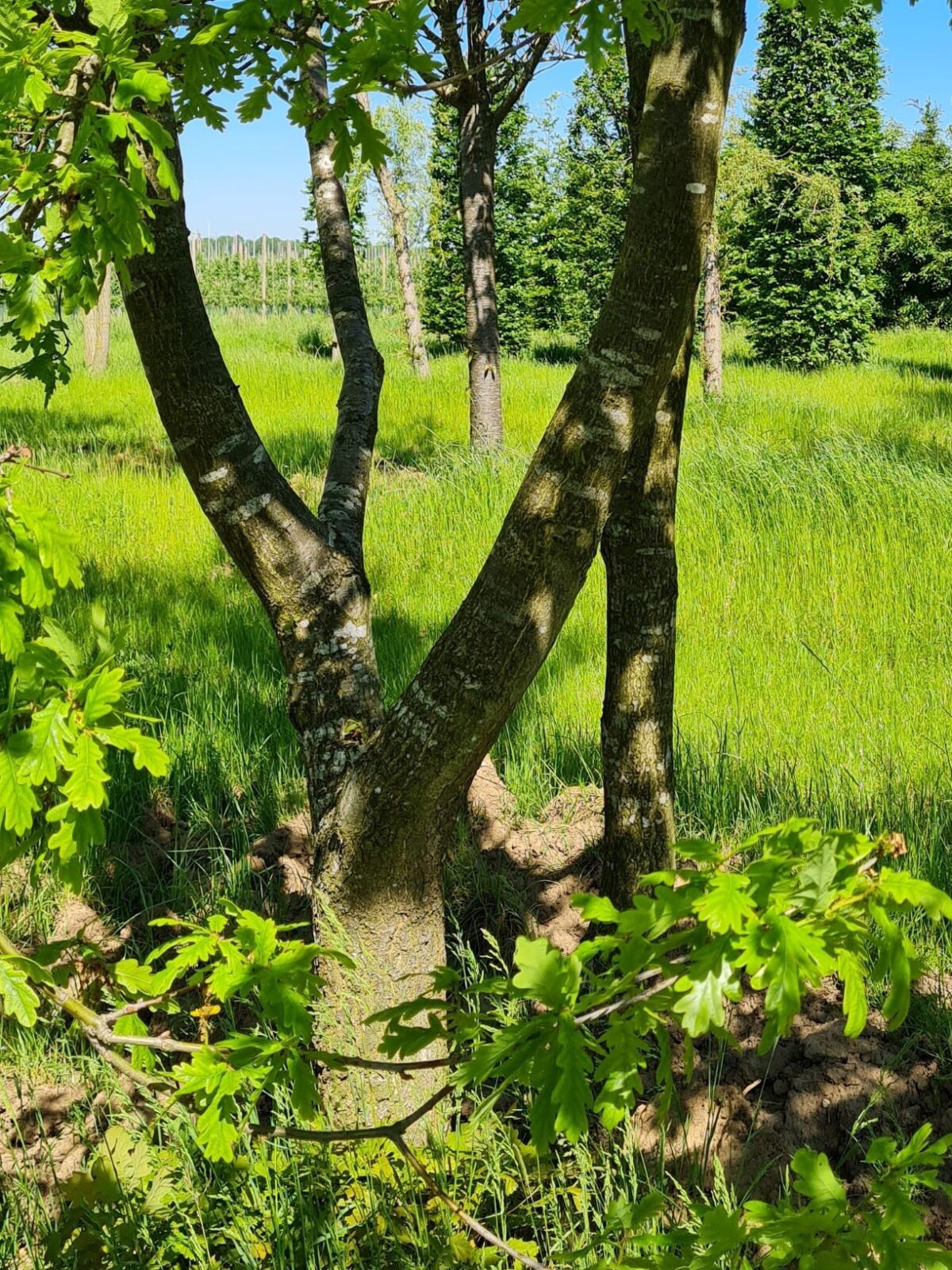 Zomereik | Meerstammig