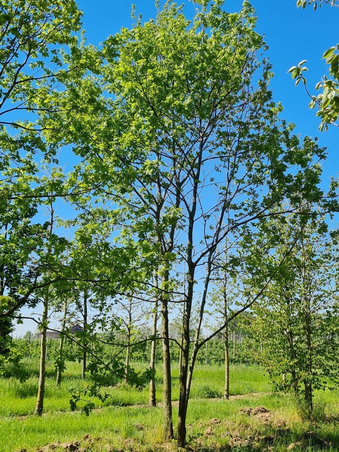 Zomereik | Meerstammig