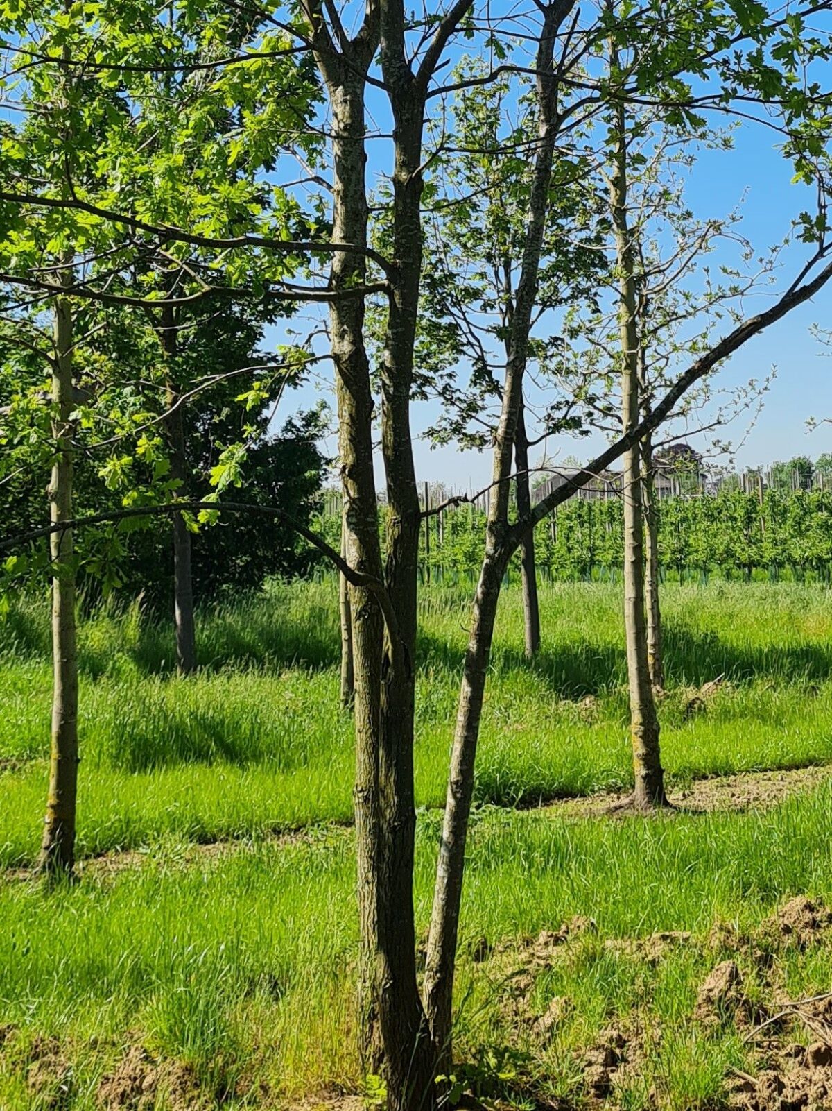 Zomereik | Meerstammig