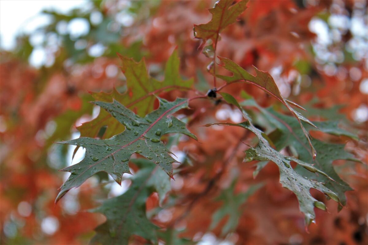 Moeraseik | Hoogstam