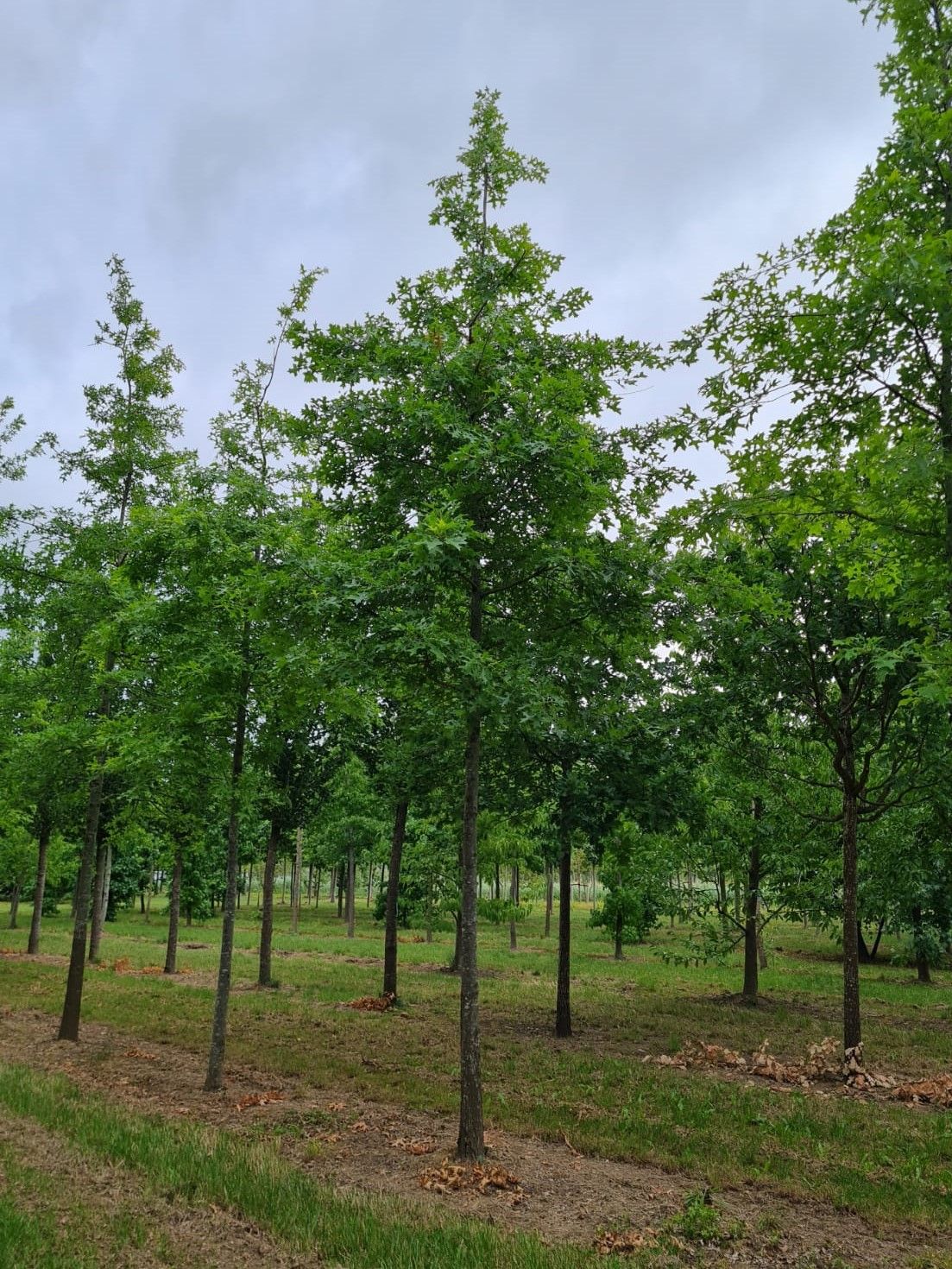 Moeraseik | Hoogstam