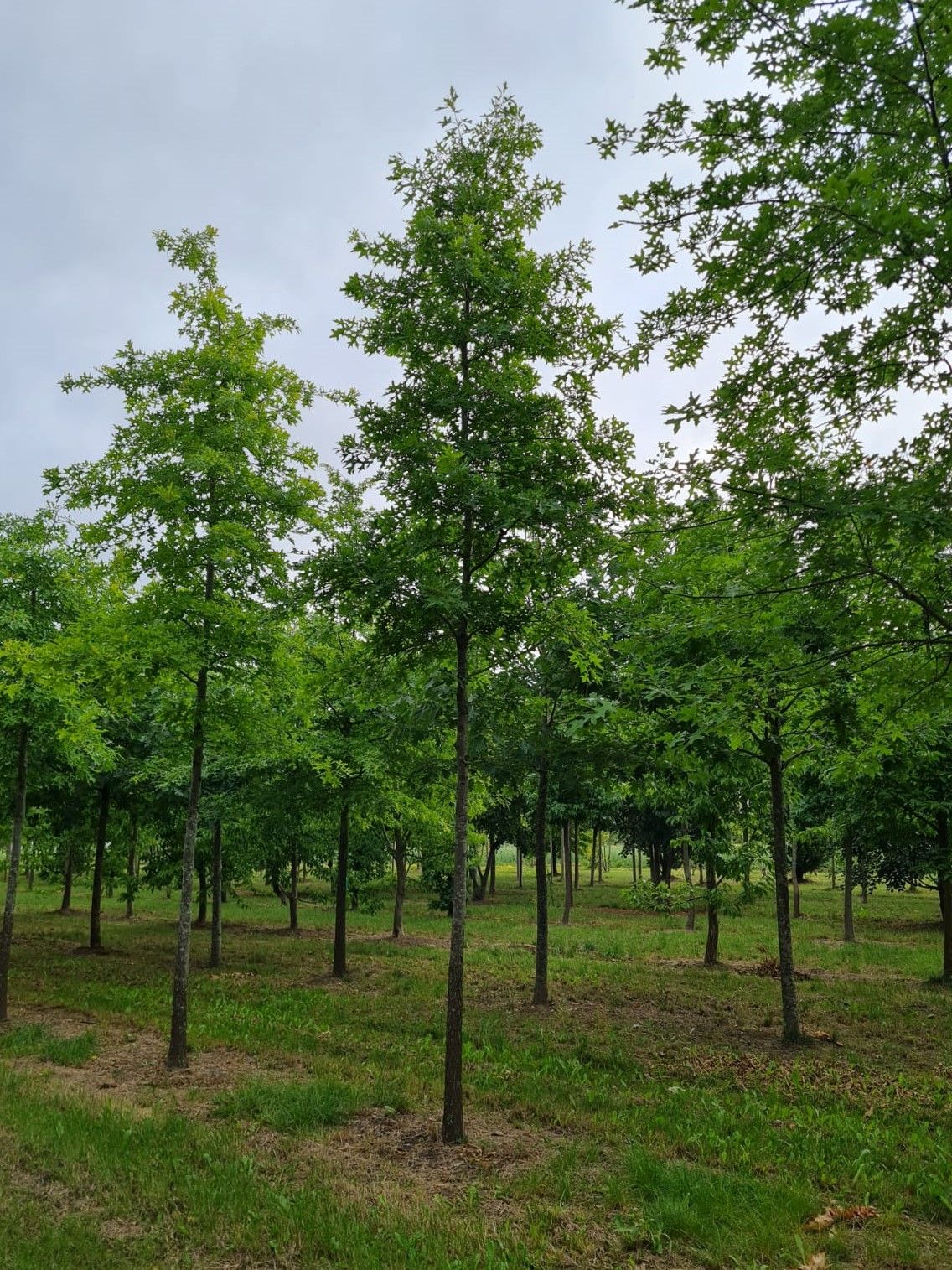 Moeraseik | Hoogstam