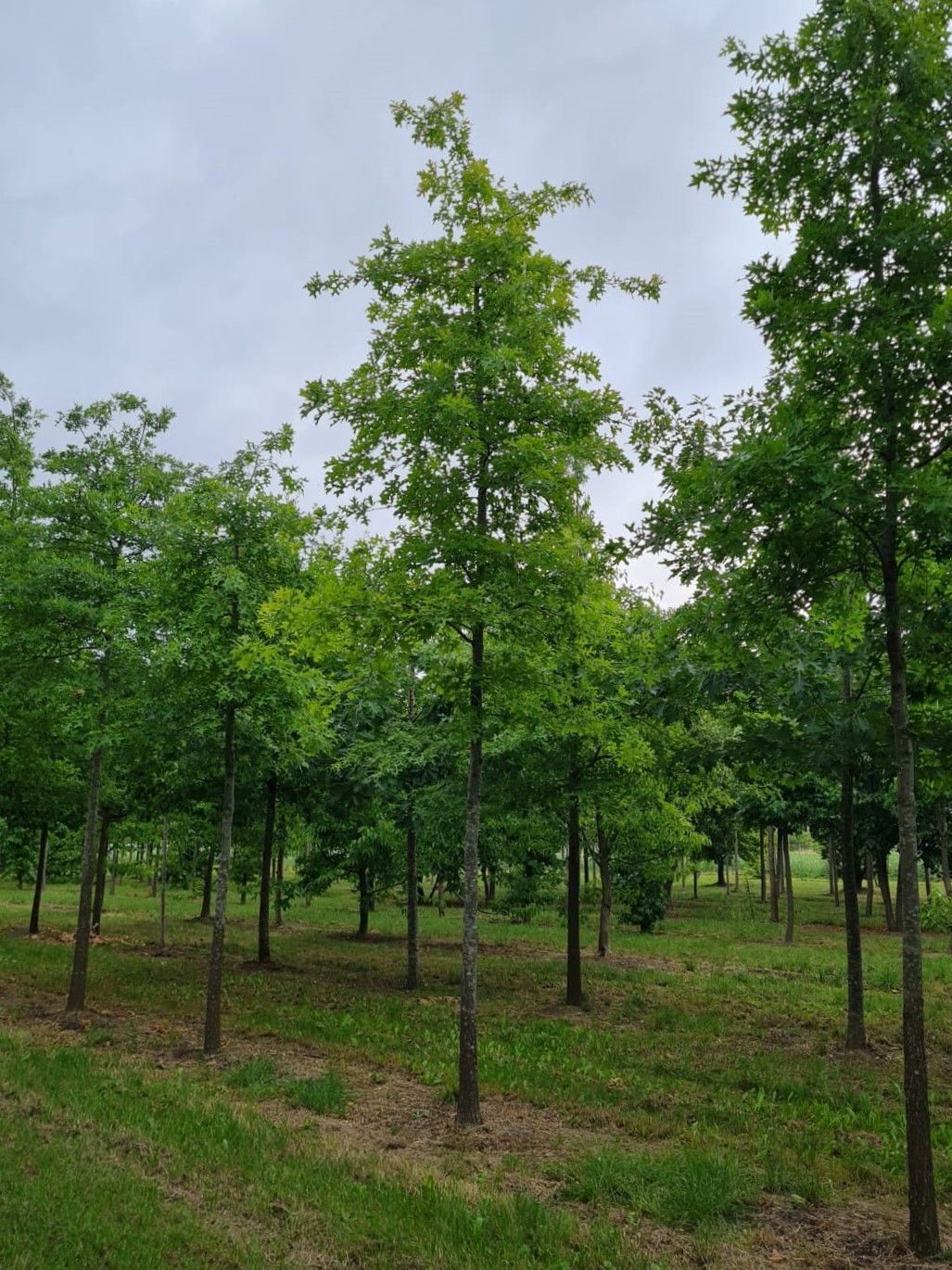 Moeraseik | Hoogstam