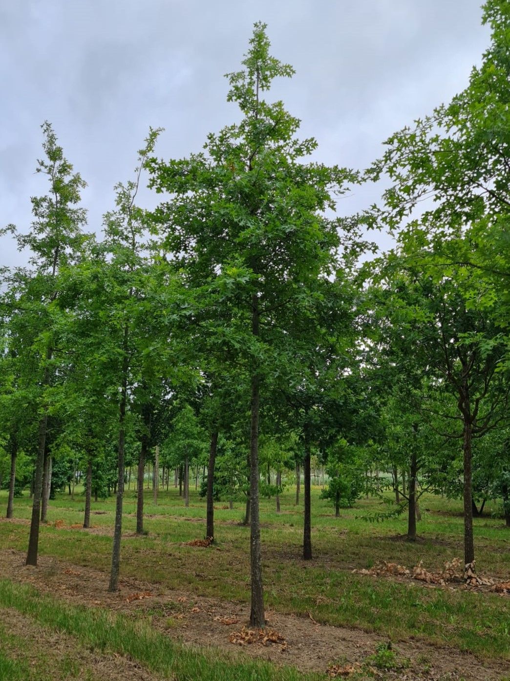 Moeraseik | Hoogstam