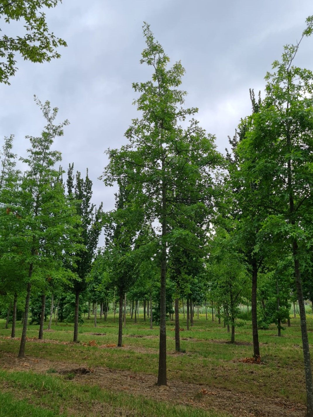 Moeraseik | Hoogstam