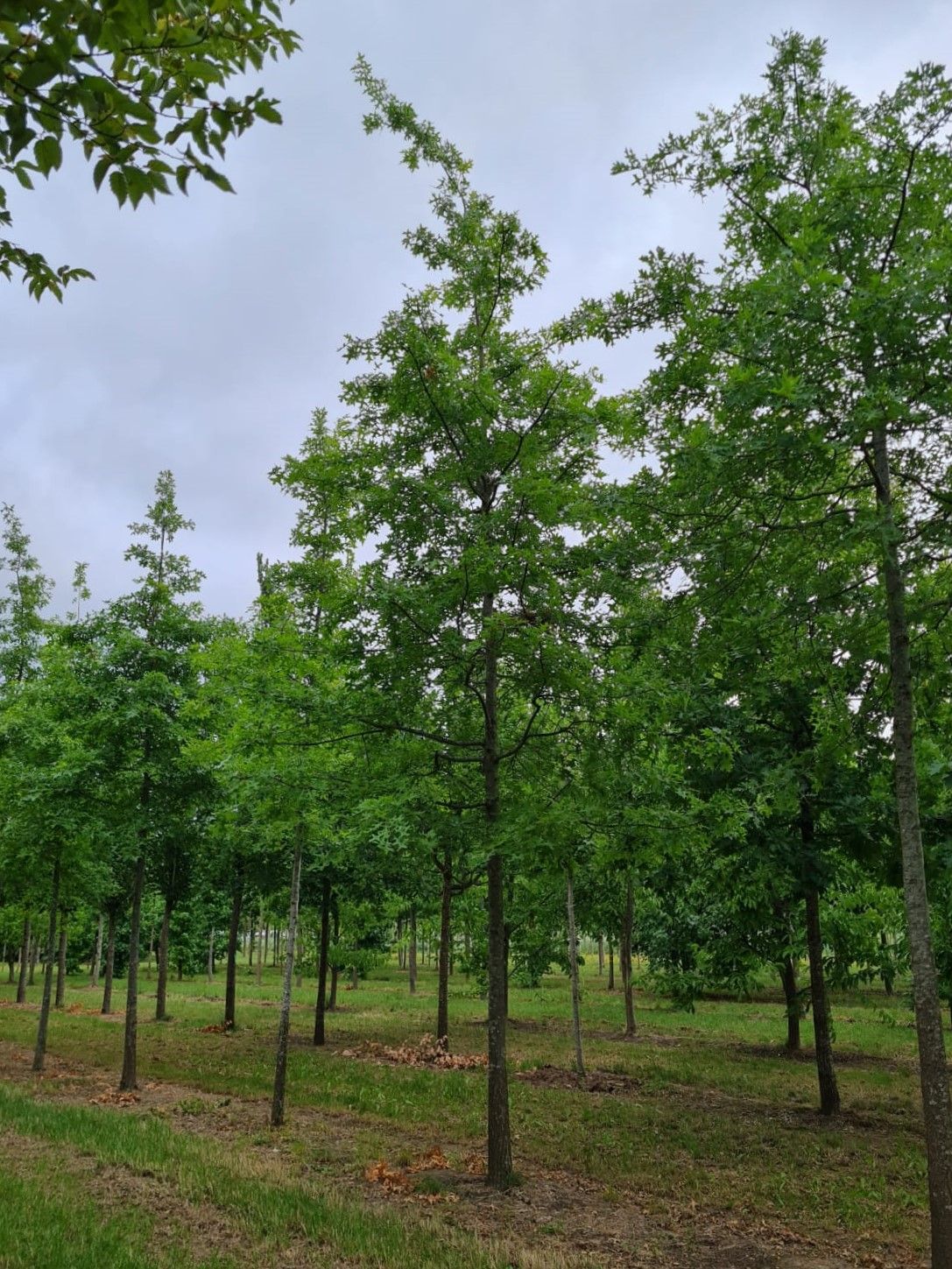 Moeraseik | Hoogstam