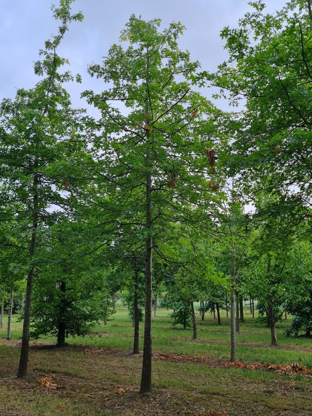 Moeraseik | Hoogstam