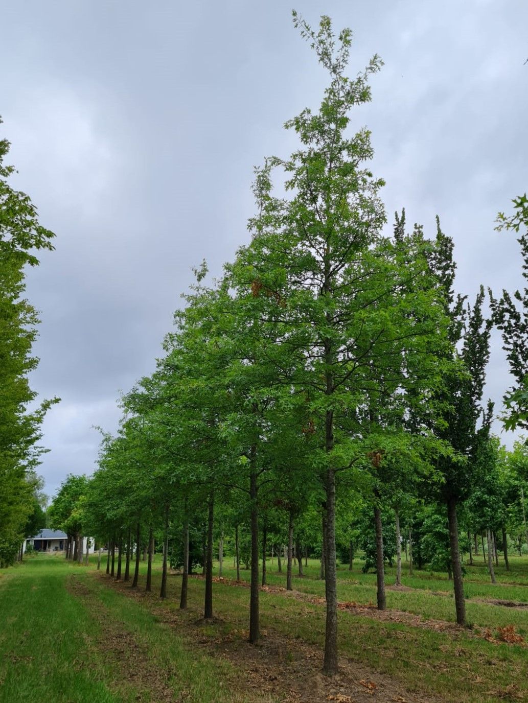 Moeraseik | Hoogstam