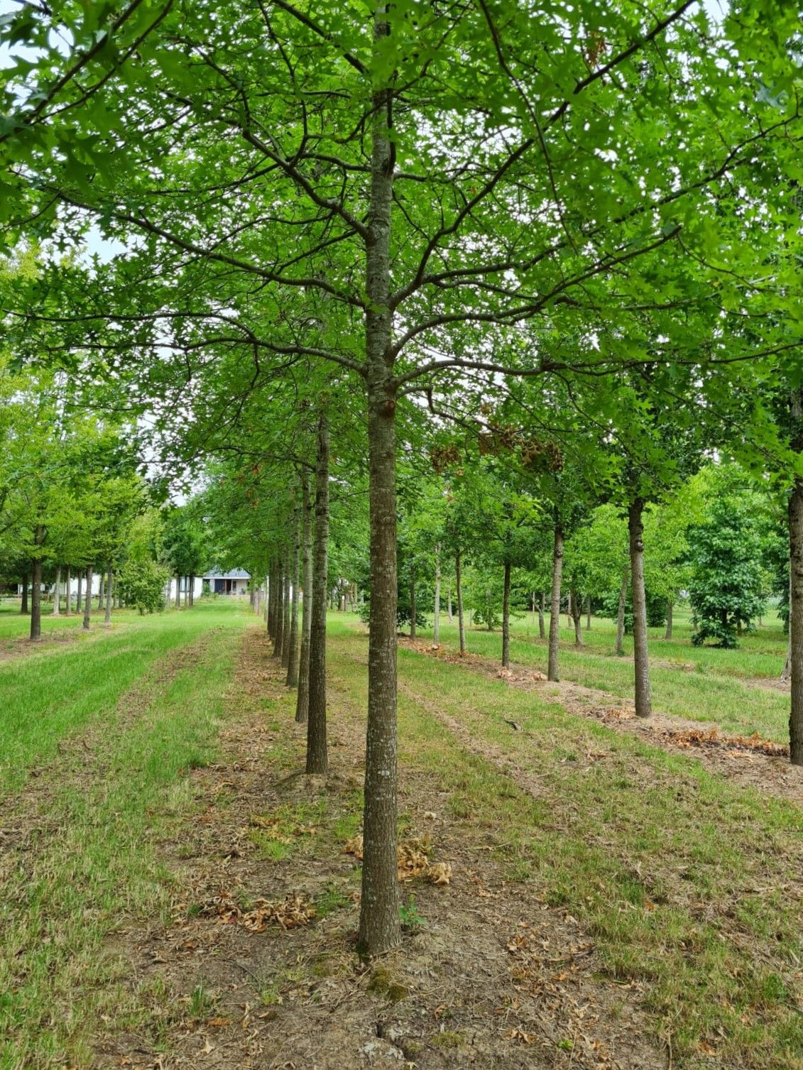 Moeraseik | Hoogstam