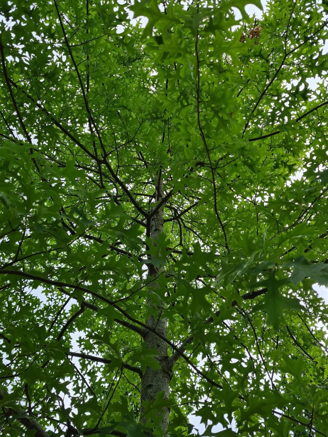 Moeraseik | Hoogstam