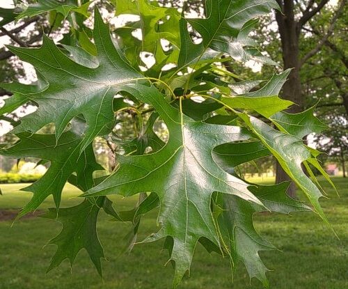 Moeraseik | Meerstammig