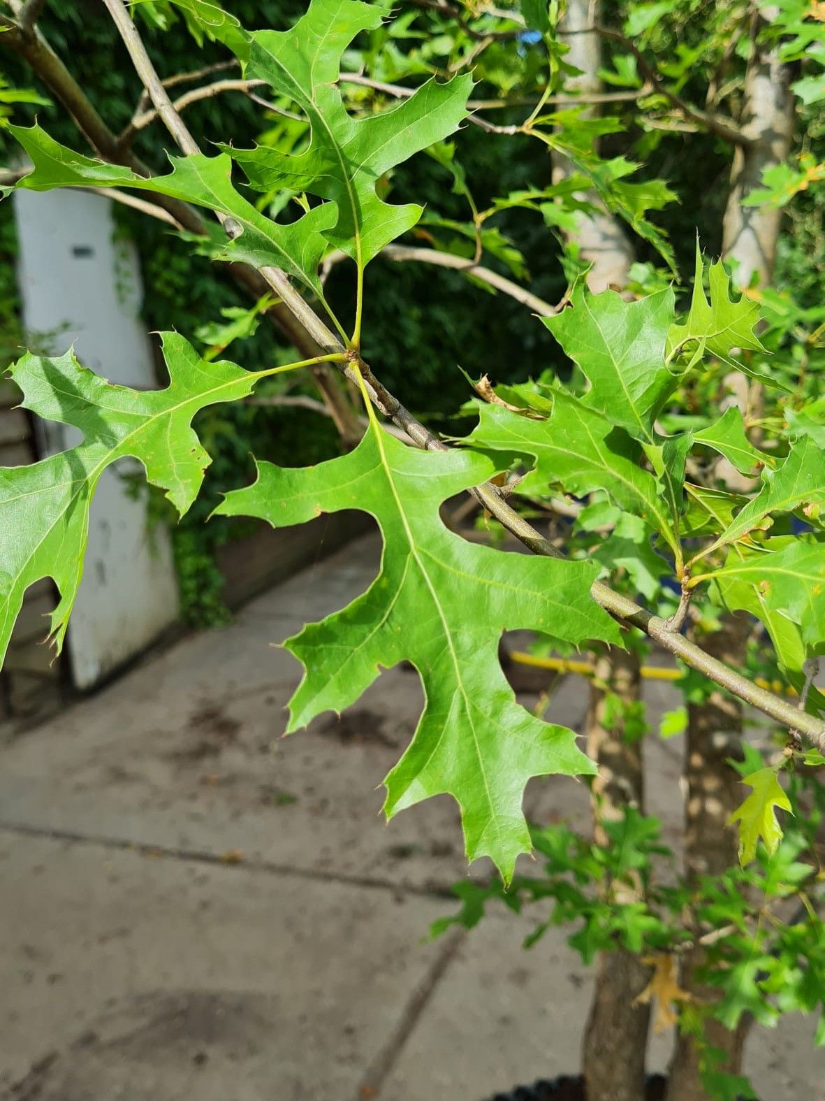 Moeraseik | Meerstammig