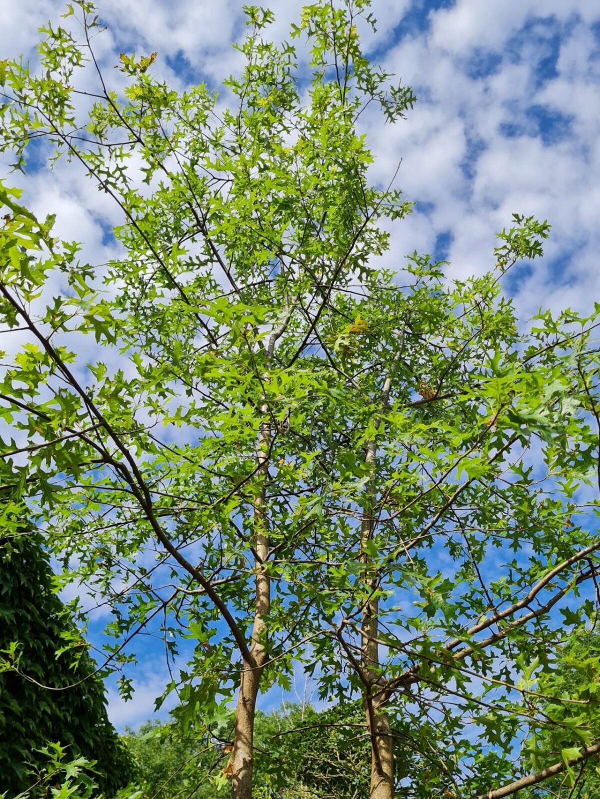 Moeraseik | Meerstammig